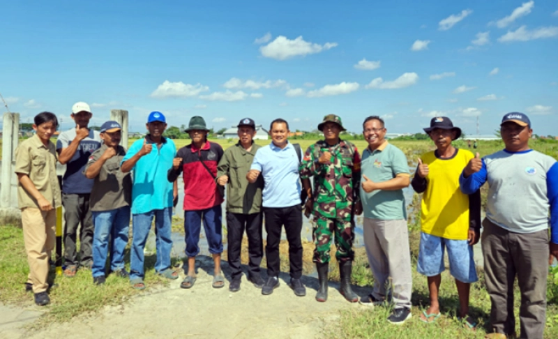 Produksi Gabah Brebes Beres
