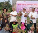 JAM-Intel Dukung Ketahanan Pangan Lewat Panen Raya Bawang Merah di Tangerang