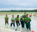 Tanam Serentak di Langkat Tandai Penutupan MT III 2025, Kolaborasi untuk Ketahanan Pangan Lokal