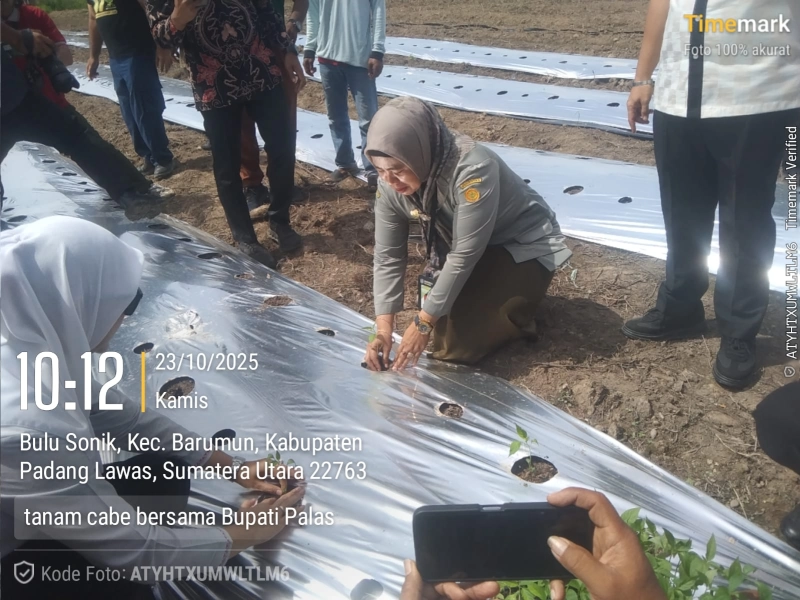 Dukung Ketahanan Pangan, Padang Lawas Gelar Tanam Cabe Bersama