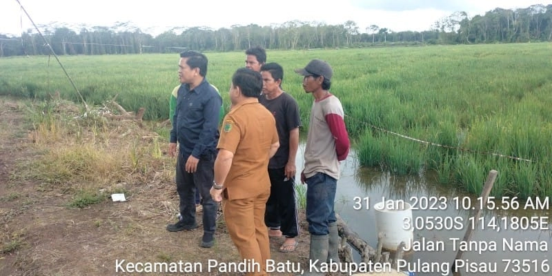 Ekstensifikasi Food Estate, Sulap Semak Belukar jadi Lahan Sawah Produktif