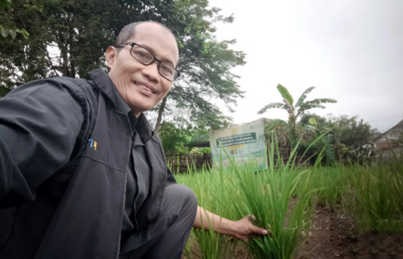 Padi Gogo Cianjur 