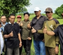 Gaung Padi Gogo dari Cikawung 