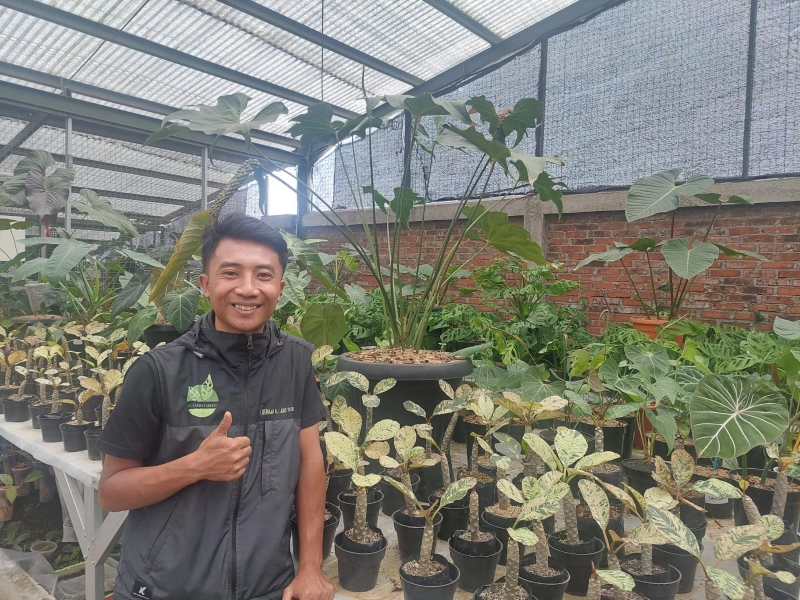 Petani Tanaman Hias Riky Subagja: KUR Bikin Petani Makmur