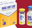 Kabar Gembira Bagi Peternak Babi di Sumut, Vaksin Avac African Swine Fever Live Sudah Tersedia