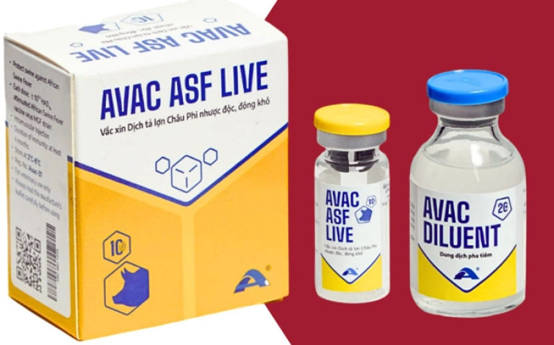 Kabar Gembira Bagi Peternak Babi di Sumut, Vaksin Avac African Swine Fever Live Sudah Tersedia